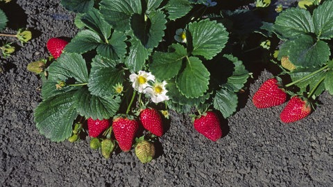 Immertragende Pflanzen mit reifen Erdbeeren liefern zur gleichen Zeit auch noch Blüten und schmücken so Garten, Terrasse und Balkon.