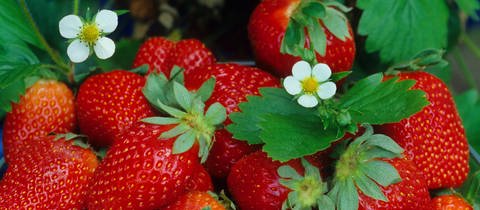 Erdbeeren zwischen Blättern und Blüten: Die Pflanzen lassen sich nicht nur im Garten, sondern auch auf dem Balkon anbauen.
