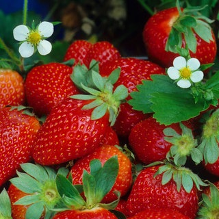 Erdbeeren zwischen Blättern und Blüten: Die Pflanzen lassen sich nicht nur im Garten, sondern auch auf dem Balkon anbauen.