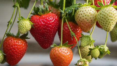 Reife und unreife Erdbeeren hängen an einer Erdbeerpflanze.