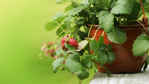 Hängeerdbeeren in einem Blumentopf auf einer Holzbank.
