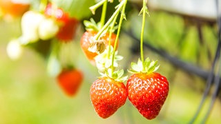 Rote Erdbeeren hängen an einer Pflanze.