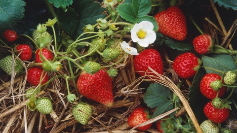 Verschieden reife Erdbeeren an einer Pflanze. Die Hänge- und Klettererdbeeren eignen sich gut für den Balkon.