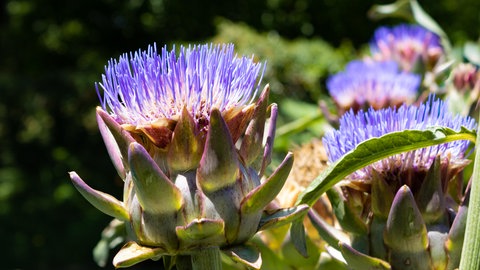 Ewiges Gemüse pflanzen: Die lila Blüte einer Artischocke