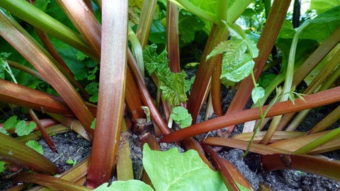 Ewiges Gemüse pflanzen: Eingepflanzert Rhabarber in der Gartenerde