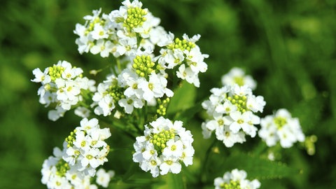 Ewiges Gemüse pflanzen: Die weißen Blüten des Meerrettichs strahlen in der Sonne.