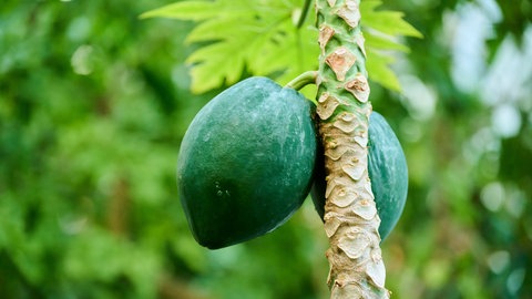 Zwei grüne Früchte hängen an der Papaya-Pflanzen.