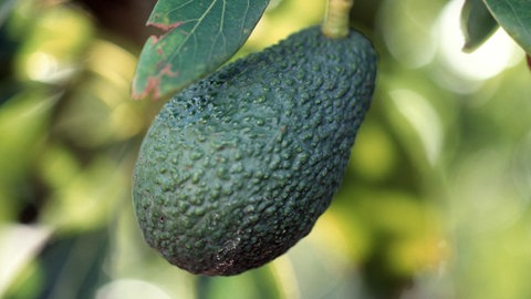 Exotische Früchte anbauen: Eine grüne Avocado-Frucht an einem Zweig
