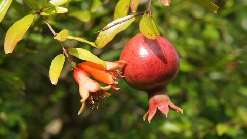 Exotische Früchte anbauen: Ein roter Granatapfel und eine Blüte an einem Zweig