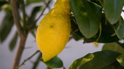 Exotische Früchte anbauen: Eine gelbe Zitrone an einem Zweig