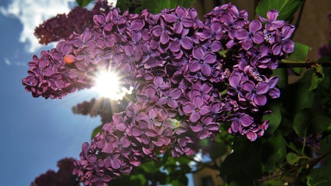 Flieder samt Blüten im Gegenlicht: Diese Sorten lohnen sich und so ist der Strauch zu pflanzen, pflegen und schneiden.