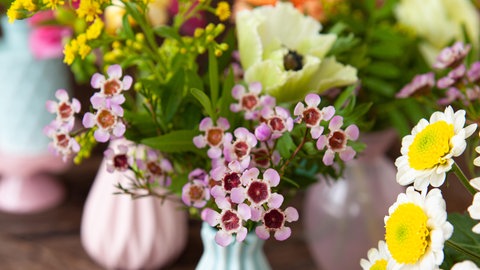 Frische Frühlingsblumen in kleinen Vasen zur Deko für den Frühling.
