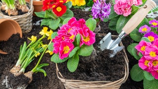 Primeln, Narzissen, Gänseblümchen und Hyazinthen beim Pflanzen in einen Korb: Terrasse und Balkon erstrahlen mit gut kombinierten Blumen in einem farbenfrohen Glanz.