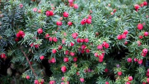 Gartentipp Hecke: eine Eibe mit roten Beeren
