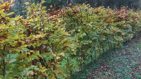Gartentipp Hecke: eine Hecke mit Hainbuchen