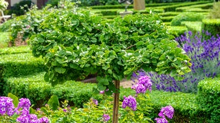 Der Zwergmädchenhaarbaum oder Ginko-Baum in einer grünen Gartenanlage 