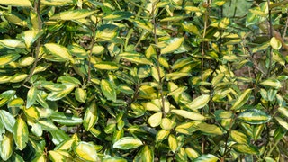 Die immergrüne Ölweide: Alternative zu Thuja, Eibe und Co.