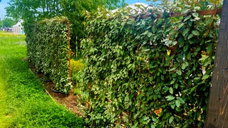 Die Ölweide: Ein guter Sichtschutz und echter Geheimtipp als Hecke