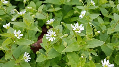 Zeigerpflanzen im Garten: Vogelmiere ist eine Heilpflanze die auf Wiesen und auf dem Acker wächst mit weissen Blüten.