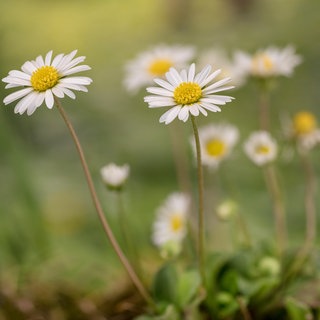 Zeigerpflanzen im Garten: Gänseblümchen im Rasen.