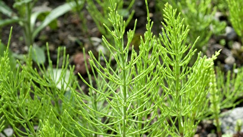 Zeigerpflanzen im Garten: Ackerschachtelhalm Jungpflanze.