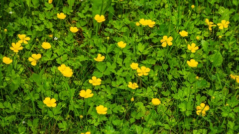 Blüten und Blätter des Kriechenden Hahnenfuss auf ungemähter Wiese