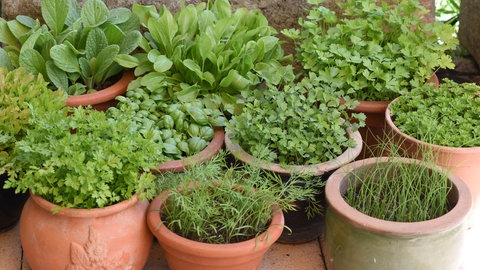 Verschiedene Gartenkräuter in Terrakottatöpfen. Diese können sie gut auf einem Balkon anbauen.