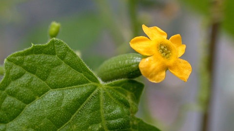 Eine Mexikanische Mini-Gurke mit einer weiblichen Blüte. Die Gurkensorte können Sie sehr gut auf einem Balkon anbauen.