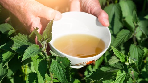 Eine Schale mit Brennesseltee und frischen Brennesseln. Das Gemüse auf dem Balkon kann man mit Brennesseltee gant natürlich düngen. 