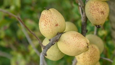 Ein Hingucker im herbstlichen Garten: Die Früchte der Zierquitte leuchten gelb am Strauch.