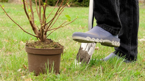 Ein Gärtner gräbt mit einem Spaten neben noch eingetopften Strauch: Der Herbst ist eine gute Zeit, um Beeren wieVogelbeeren im Garten zu pflanzen – außer der Boden ist schon gefrohren.