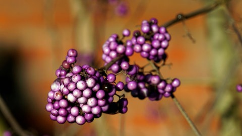 Kräftiges Lila am Strauch: Die Schönfrucht im Garten fällt besonders auf, wenn das Laub gefallen ist.