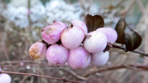 Farbkleckse im Wintergrau und Schneeweiß: Die Früchte am Strauch der Schneebeere kommen im winterlichen Garten besonders zur Geltung.