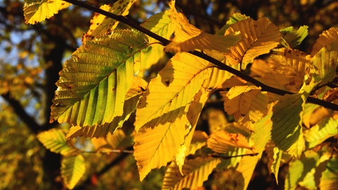Die bunten Blätter der Hainbuche, die am Baum oder an der Hainbuchenhecke im Garten wachsen.