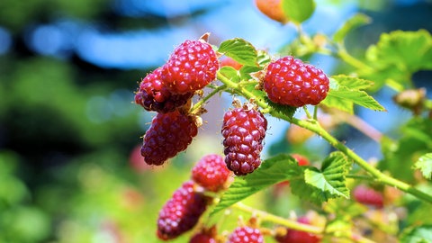 Himbeeren lassen sich im Garten leicht pflanzen und pflegen.