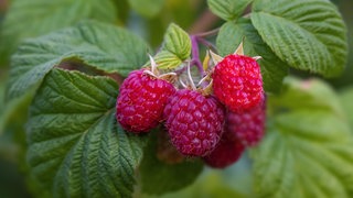 Himbeerstrauch mit Himbeeren im Garten