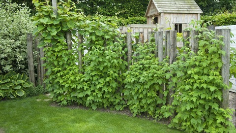 Himbeersträucher in einem Garten