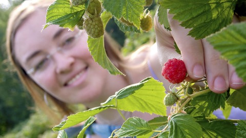 Frau erntet Himbeeren an einem Himbeerstrauch im Garten.
