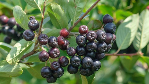 Garten der Zukunft - diese Pflanzen halten Trockenheit und Hitze gut aus: Die Apfelbeere und ihre dunkelblauen Beeren