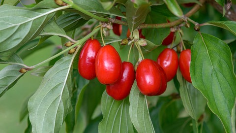 Garten der Zukunft - diese Pflanzen halten Trockenheit und Hitze gut aus: Die Kornelkirsche mit ihren roten Früchten
