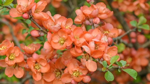 Garten der Zukunft - diese Pflanzen halten Trockenheit und Hitze gut aus: Die Zierquitte kann rote, weiße oder rosane Blüten haben.