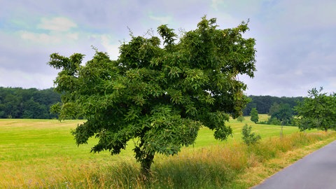 Hitzeverträgliche Pflanzen: Eine echte Mispel steht an einem Wegrand