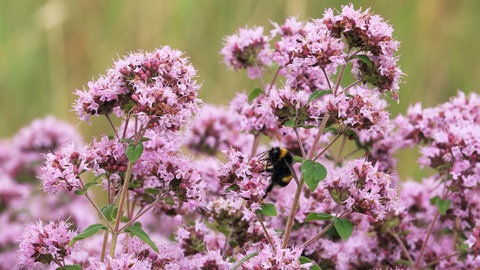 Hitzeverträgliche Pflanzen: Die rosa Blüten eines echten Dost oder heimischen Oregano 