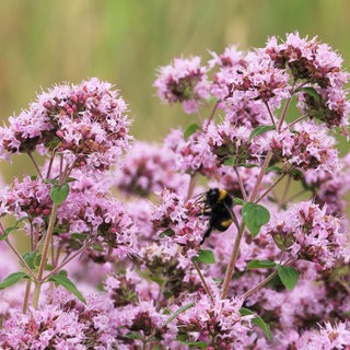 Hitzeverträgliche Pflanzen: Die rosa Blüten eines echten Dost oder heimischen Oregano 