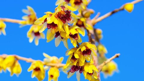 Die Winterblüte mit mehreren gelbrötlichen Blüten, die wie Glocken aussehen, an kleinen Ästen