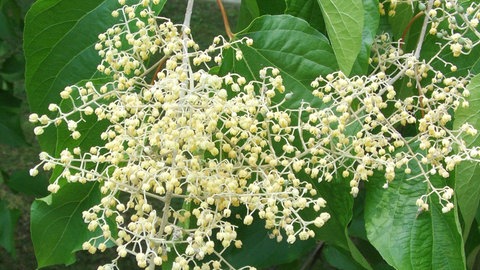 Die Blüte der Poliothyrsis Sinensis, auch Perlenblüte genannt. Der Baum verträgt Hitze sehr gut. 