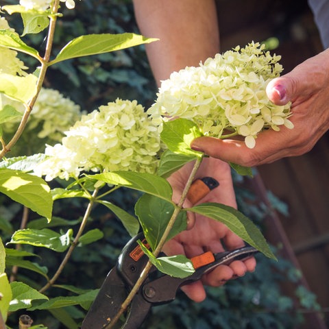 Hortensien schneiden: Eine Frau schneidet mit einer Gartenschere eine Rispenhortensie zurück.