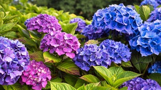 Hortensien schneiden: Hortensien blühen schön in verschiedenen Farben