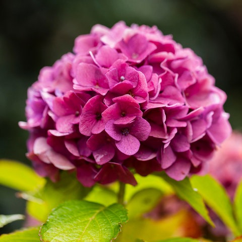 Hortensien schneiden: Pinkfarbene Blüte einer Bauernhortensie in Großaufnahme