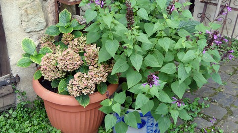 Hortensien schneiden und überwintern: Hortensien in einem Kübel stehen an einer Hauswand.